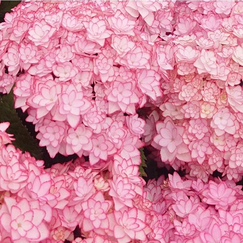 母の日 ひな祭り(ルナ) 花鉢 アジサイ 鉢植え あじさい 2026年 希少