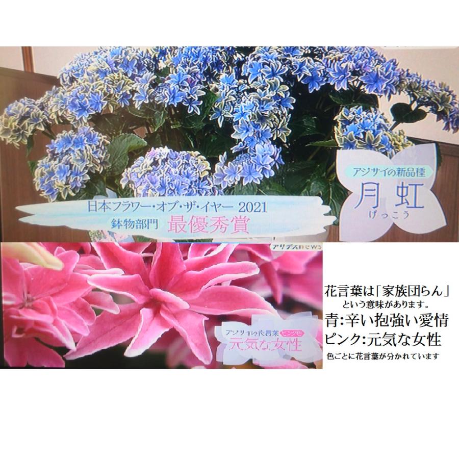母の日 アジサイ 月虹ピンク 新品種 2026年（福岡県生産者のみ作ること