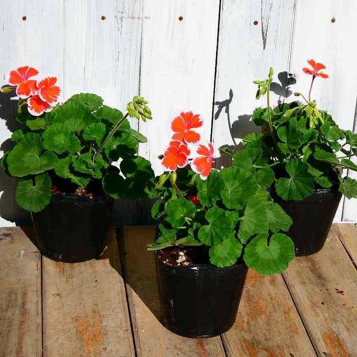 ゼラニウム 苗 ミスターレン 3.5号 ゼラニューム 赤 覆輪 赤白 レア