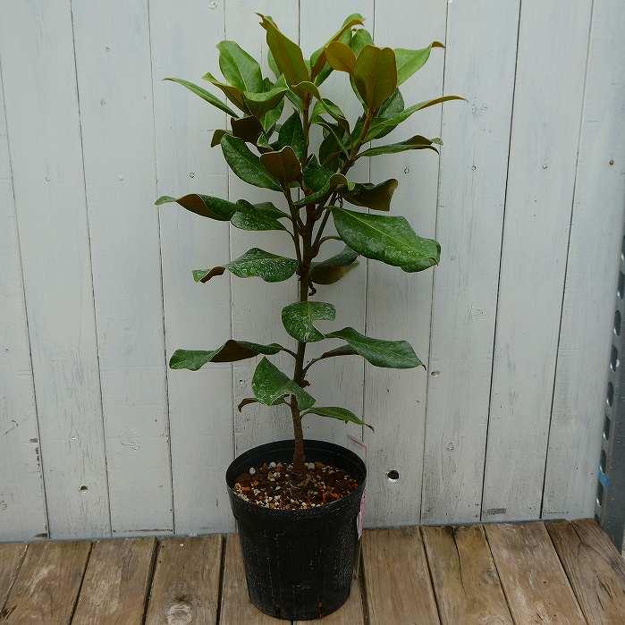 泰山木 タイサンボク 苗木 プラエコックス 樹高55cm 6号 矮性 四季咲き