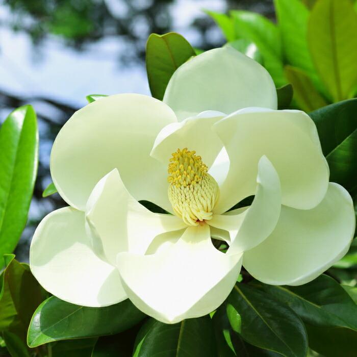 泰山木 タイサンボク 苗木 プラエコックス 樹高55cm 6号 矮性 四季咲き