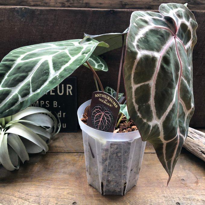 アンスリウム ミシェル Anthurium Michelle by Docblock アンスリウム