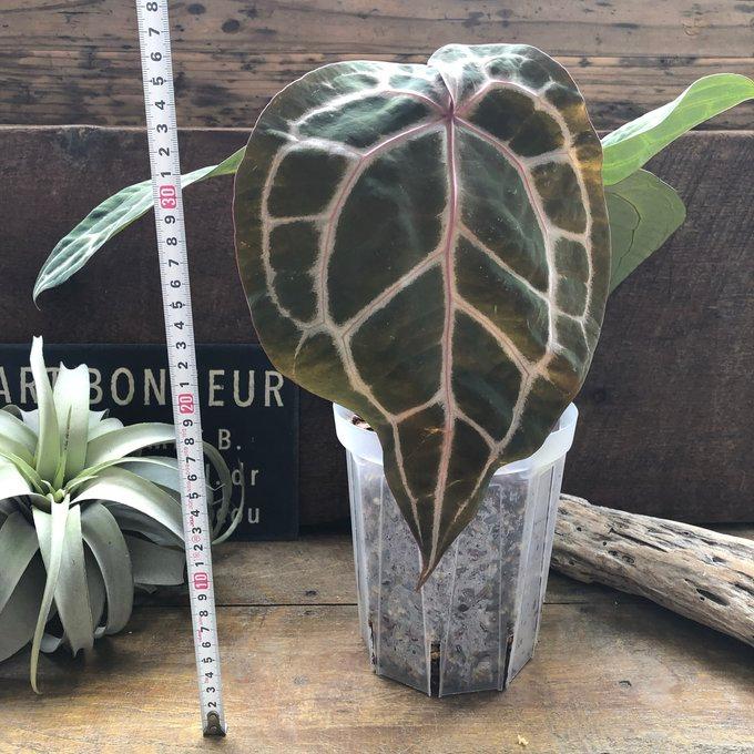 アンスリウム ミシェル Anthurium Michelle by Docblock アンスリウム