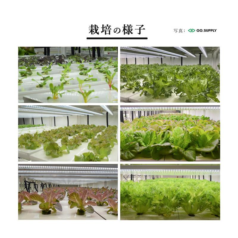 組み立てが楽！／ 水耕栽培キット ネオテラス LED一体型完全室内用栽培