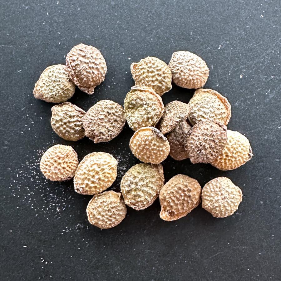 種子】アデニア・オバタ 5s Adenia ovata : プラント ブラザーズ