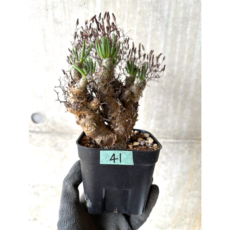 現品限り】チレコドン・レティキュラータス 現地株 発根済み 万物想