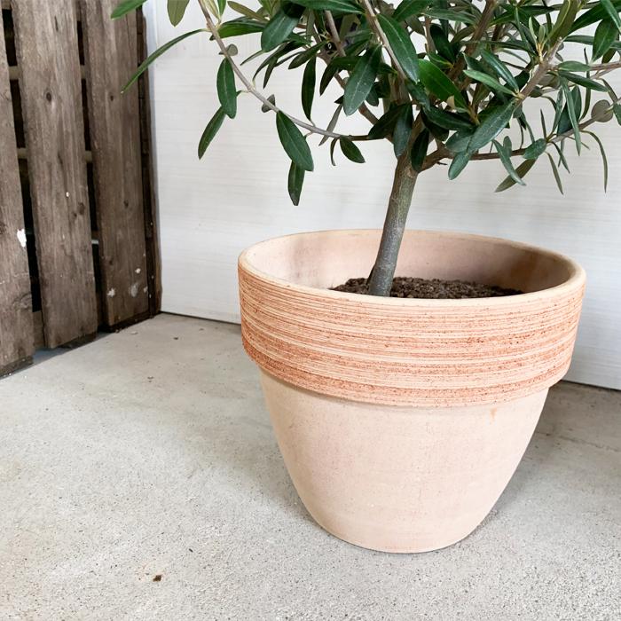 オリーブ イタリア製テラコッタ鉢植え オリーブの木 観葉植物 自宅用