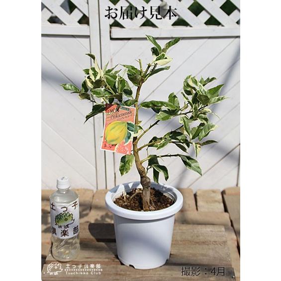 斑入りレモン 『 ピンクレモネード 』 6号鉢植え （ 接木苗 ） 爆買 土