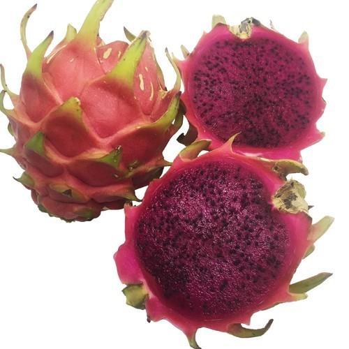 ドラゴンフルーツ苗 大サイズ (赤実) 6号鉢 : りゅうか商事 - 通販