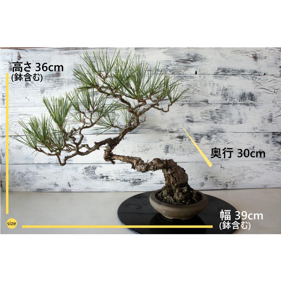 盆栽 『黒松』 和風 インテリア おしゃれ 雑貨 オブジェ 園芸 観葉植物