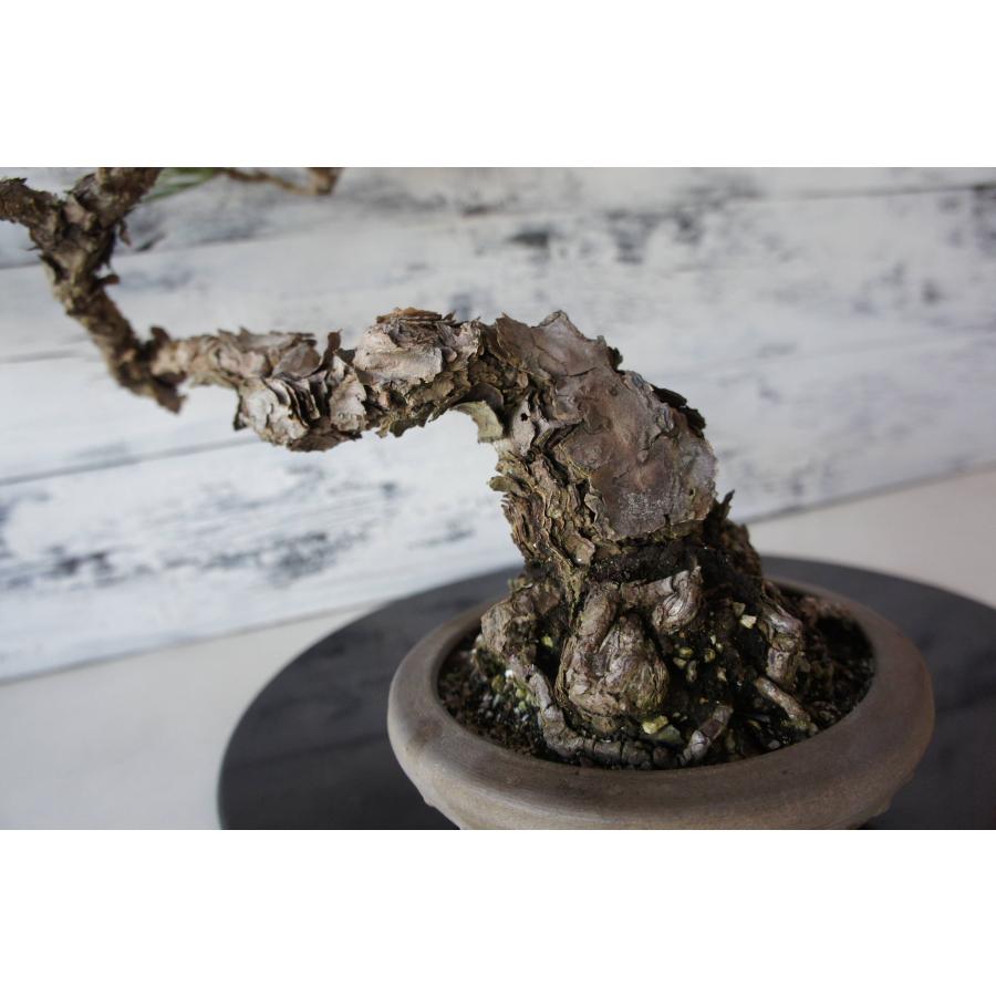 盆栽 『黒松』 和風 インテリア おしゃれ 雑貨 オブジェ 園芸 観葉植物