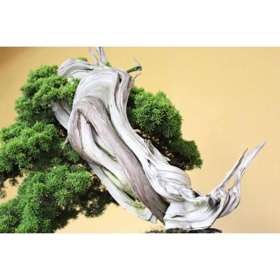 糸魚川真柏 : 盆栽ショップ わびさび Yahoo!店 - 通販 - Yahoo