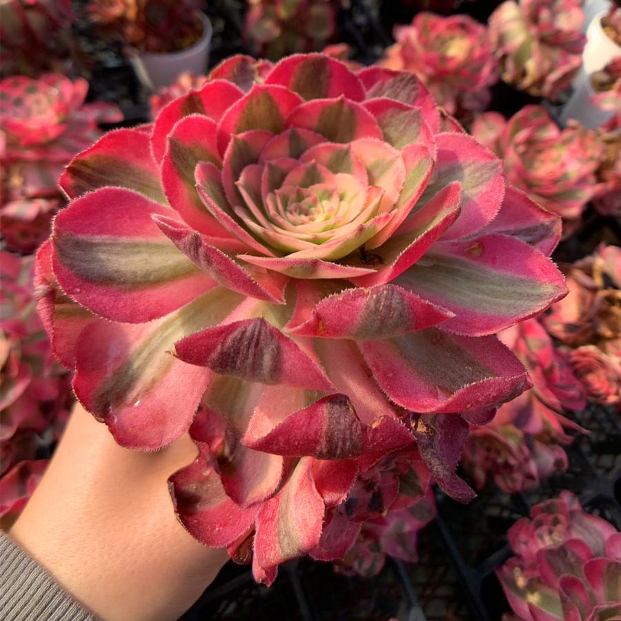 農園直売 多肉植物 寄せ植え アエオニウム属 傾城（群）超美苗 錦 抜き