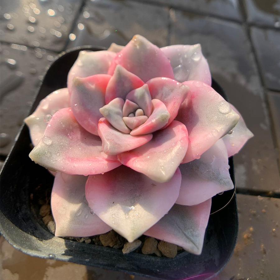 農園直売 多肉植物 寄せ植え パープルディライト覆輪錦（単） 抜き苗