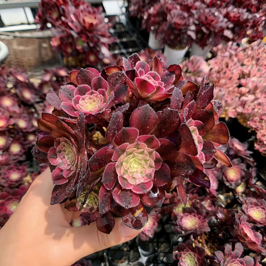 農園直売 多肉植物 寄せ植え アエオニウム属 祝融（群）観葉植物