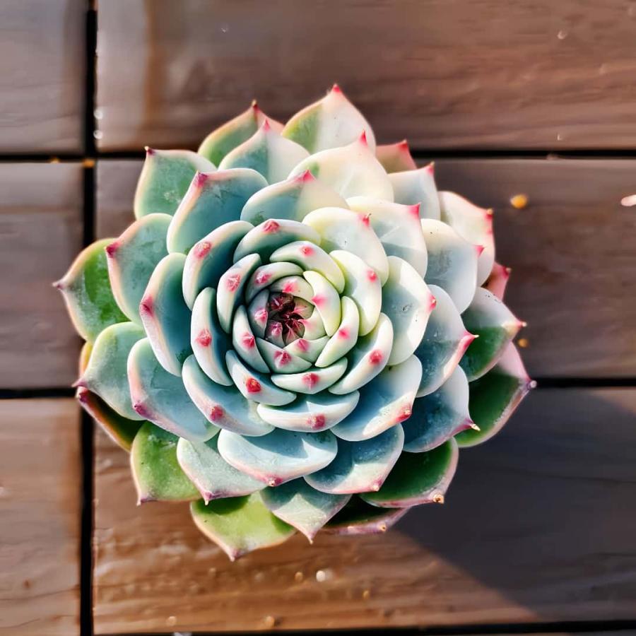 農園直売 多肉植物 寄せ植え エケベリア属 チワワエンシス錦（単）特大