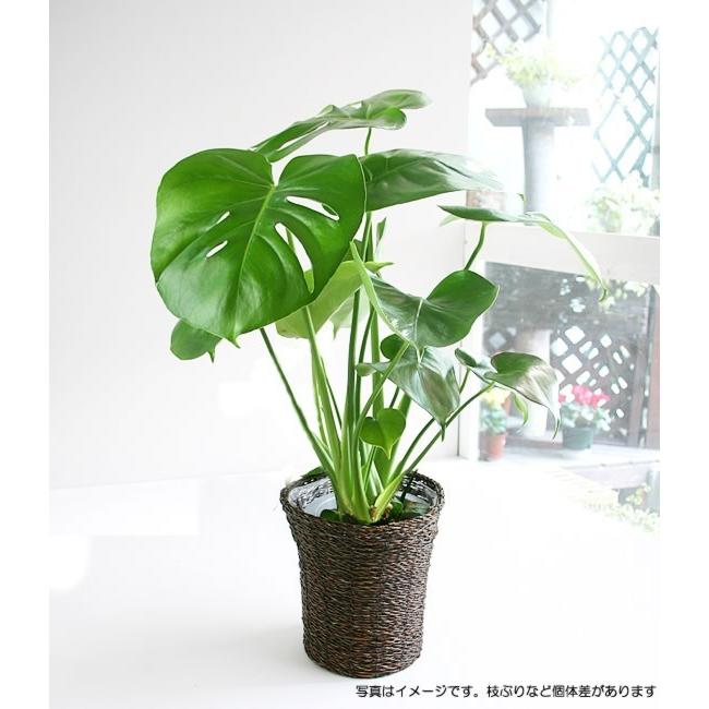モンステラ 6号 鉢カバー付き 大きな葉で人気 観葉植物 送料無料