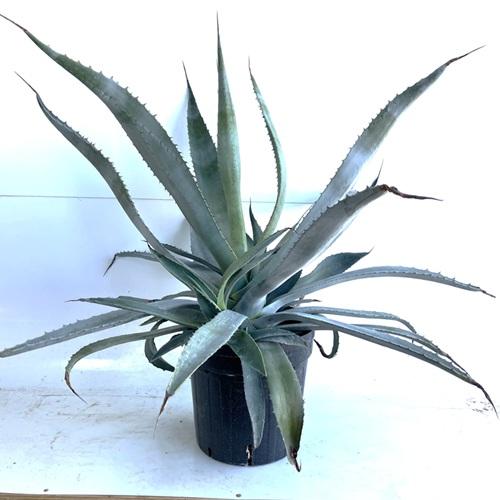 アガベ アメリカーナ 樹高0.3m前後 24cmポット （ 単 品 ）（送料無料