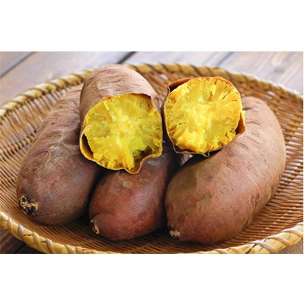 令和7年入荷分完売！】バイオ(ウイルスフリー)苗 栗かぐや PVP登録品種