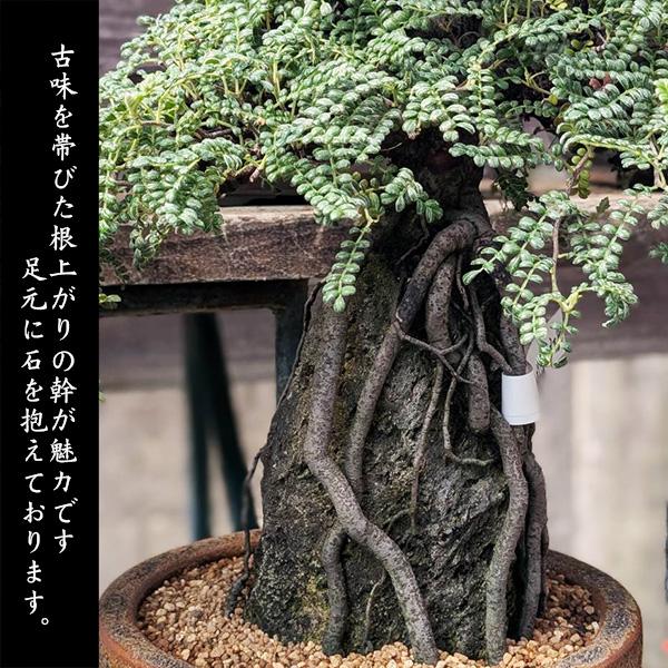 盆栽：磯山椒(いそざんしょう) 根上がり 石付き（モダン鉢） 現品 一点