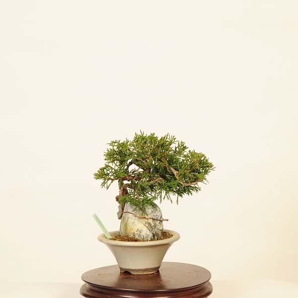 盆栽：糸魚川真柏石付 現品* しんぱく シンパク Sabina chinesis