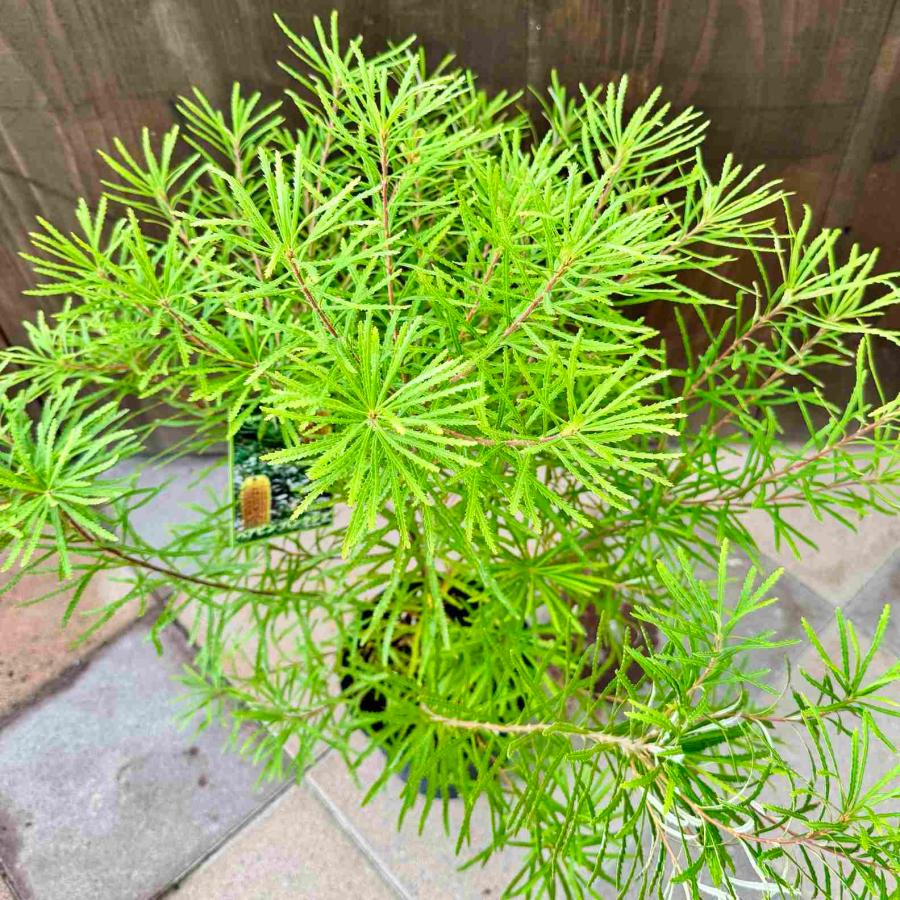 観葉植物 鉢花 苗：バンクシア スピヌロサ* ヘアピンバンクシア 7号