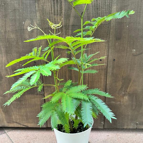 観葉植物：エバーフレッシュ*6号プラポット ネムノキ ねむの木 : 遊恵