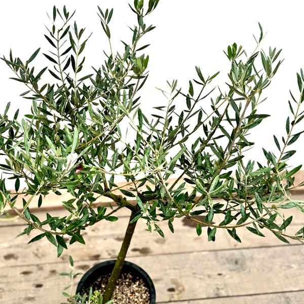 おしゃれ 観葉植物：オリーブの木 ピクアル 8号*現品8 SOUJU 創樹 そう