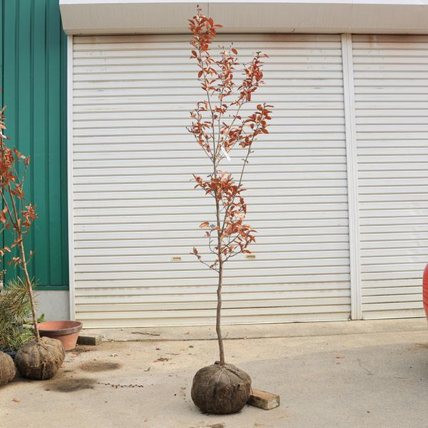 庭木 植木 ：ヤマコウバシ（山香ばし）*やまこうばし 現品限り 単木