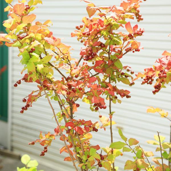 希少庭木・植木：ナツハゼ（なつはぜ）* 現品限り！ 樹高：約150cm