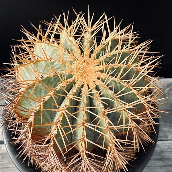 サボテン：フェロカクタス 王冠竜*幅14cm 現品！一品限り ※焼けあり