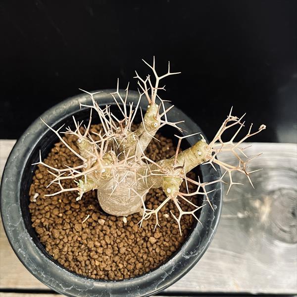 コーデックス：オトンナ ユーフォルビオイデス 実生*L 葉幅9cm 現品