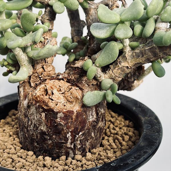 コーデックス：ケラリア ピグマエア 大株 発根済*葉幅15cm 現品