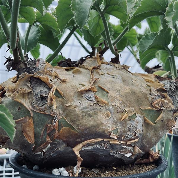 コーデックス：キフォステンマ ウター マクロプス*塊根幅30cm 現品