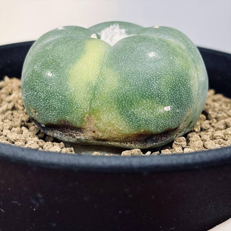 サボテン：ロフォフォラ 銀冠玉錦*幅4cm 現品！一品限り ※傷あり