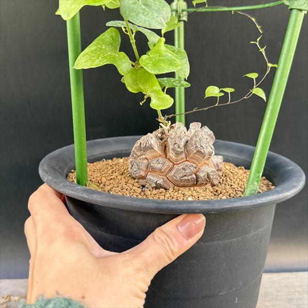 コーデックス：アフリカ亀甲竜*塊根幅7.5cm 現品！一品限り : 遊恵