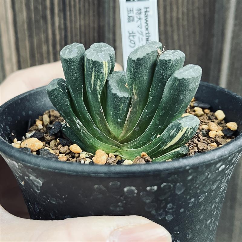 多肉植物：ハオルチア 玉扇 特大マグニフィカ 北のマンモス錦*幅5cm