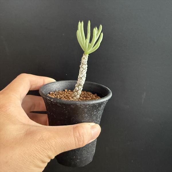 コーデックス：チレコドン ペアルソニー 白象 挿木*幹幅0.5cm : 遊恵