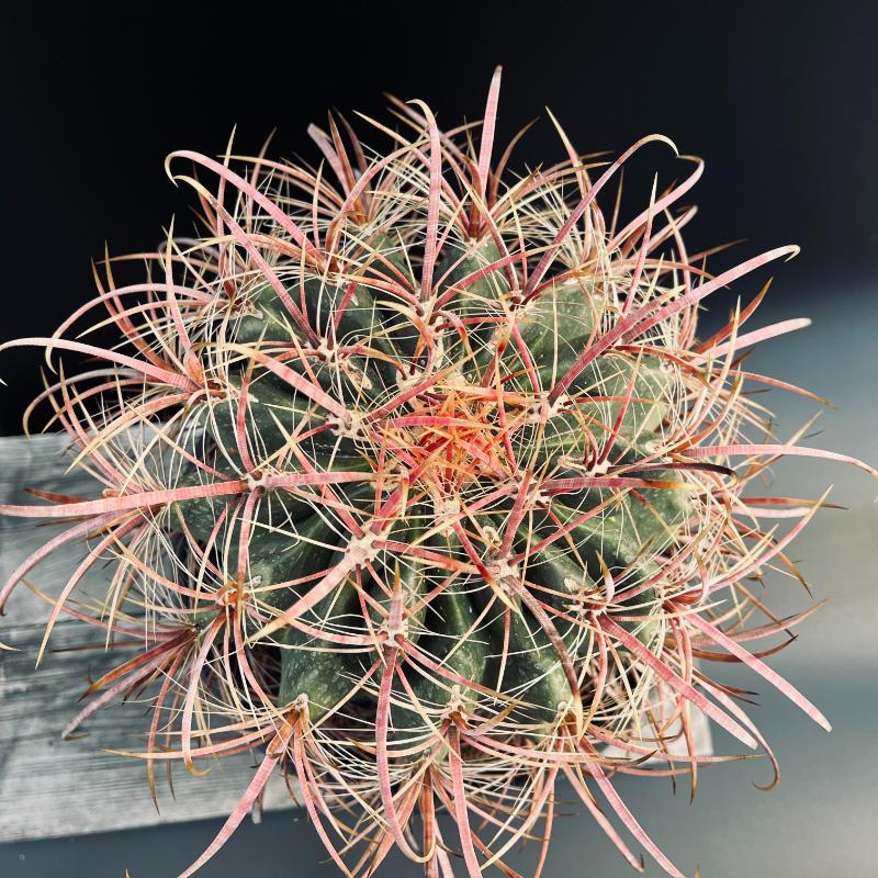 サボテン：フェロカクタス 鯱頭*幅18cm 現品！一品限り : 遊恵盆栽