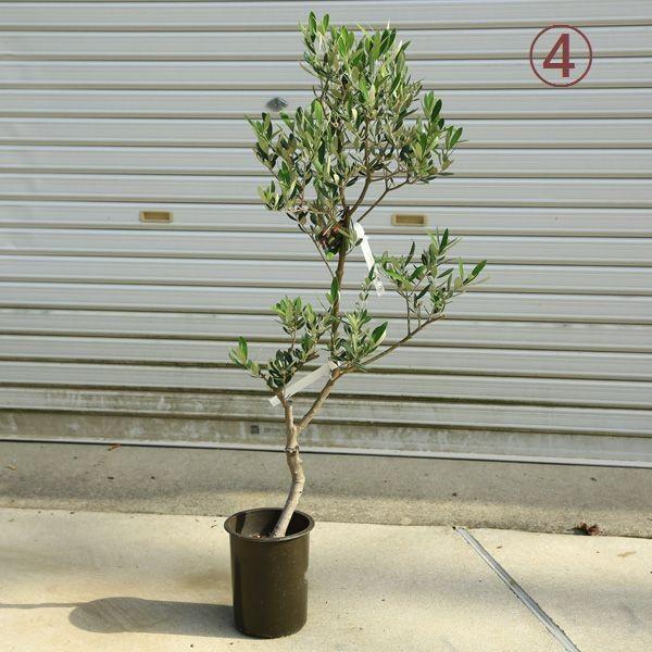 観葉植物 おしゃれ：オリーブの木 6号*SOUJU（創樹) ミッション 現品