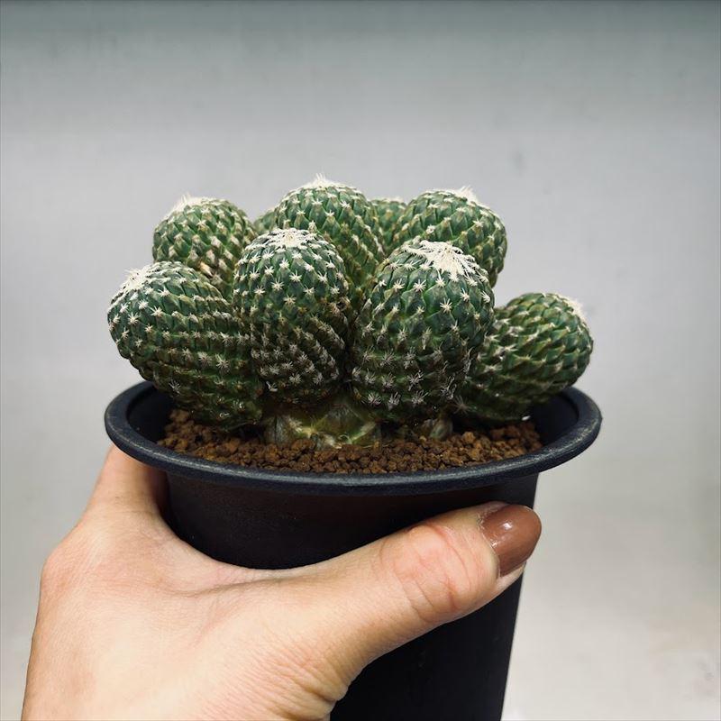 サボテン：ペレキフォラ 銀牡丹群生 自根*幅12cm 現品 一品限り