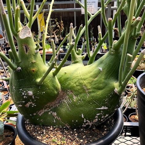 塊根植物：アデニア プセウドグロボーサ*塊幅28cm 現品 一品限り