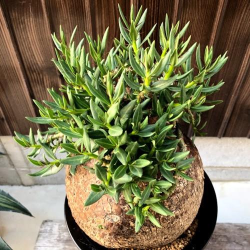 コーデックス：パキポディウム ビスピノーサム*塊根幅16cm 現品