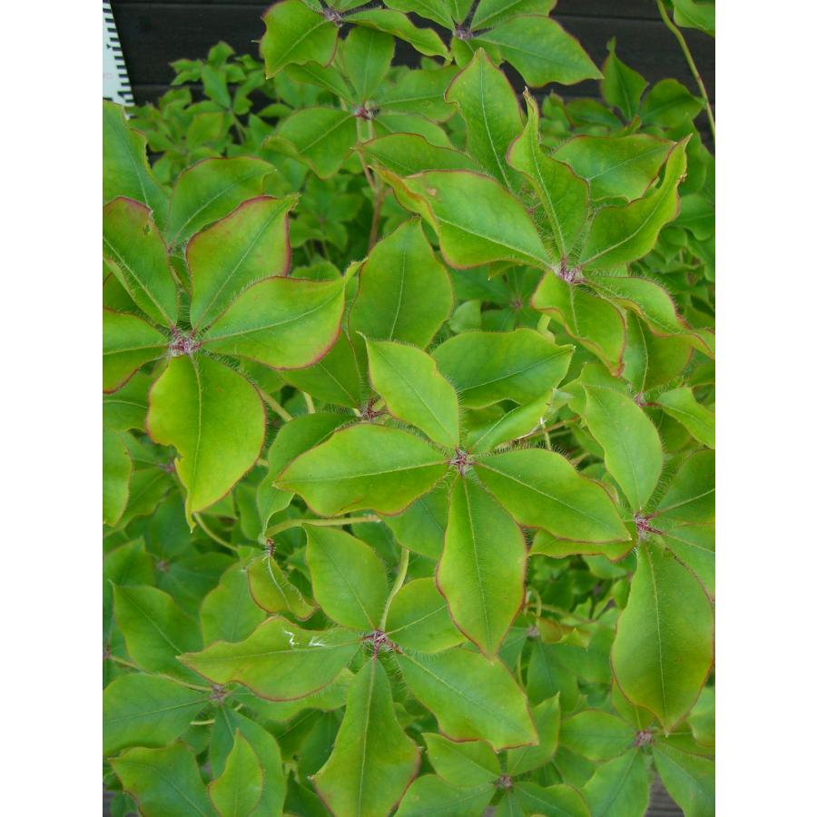 アカヤシオツツジ 良形良株 : 横の植木屋さん - 通販 - Yahoo!ショッピング