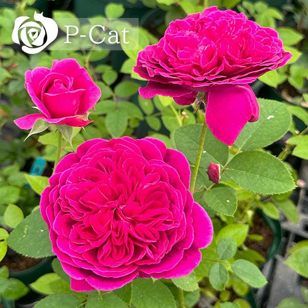 ウィリアムシェイクスピア2000 木立性 2026春発送 オーダー新