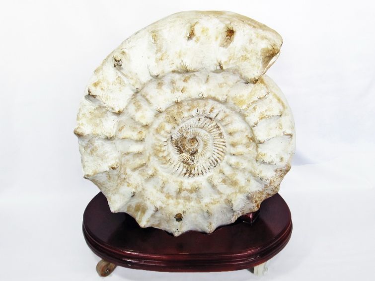 66.1Kg アンモナイト 化石 同梱不可[T726-1004]