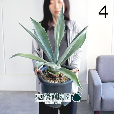 アガベ アメリカーナ（花、ガーデニング）のおすすめ人気商品一覧 通販