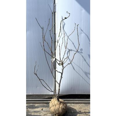 雲竜梅（花、ガーデニング）のおすすめ人気商品一覧 通販 - Yahoo