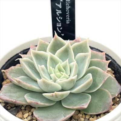 フラワーネット日本花キ流通 - 優木園さん｜Yahoo!ショッピング 優木園