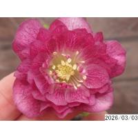 クリスマスローズ 開花株 ダブルのおすすめ人気商品一覧 通販 - Yahoo